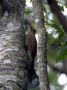 Day04 - 23 * Narrow-billed Woodcreeper